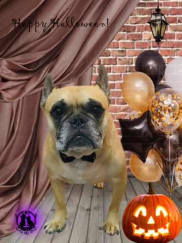 フレンチブルドッグ