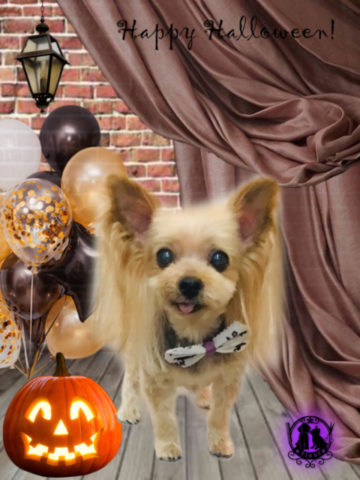 ヨークシャテリア