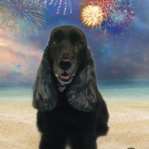 イングリッシュコッカースパニエル