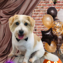 ジャックラッセルテリア