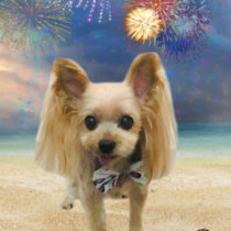 ヨークシャテリア