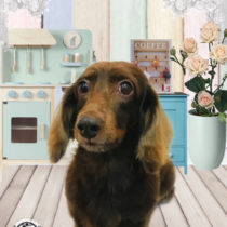 Mダックスフント