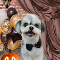 シーズー×マルチーズmix