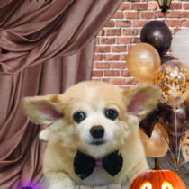 チワワ×Mダックスフントmix