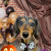 Ｍダックスフント