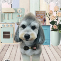 マルチーズ×Mダックスフントmix