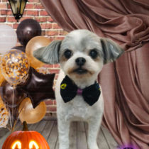 マルチーズ×チワワmix