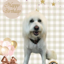 Mシュナウザー×ウェスティーmix