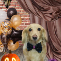 Mダックスフント