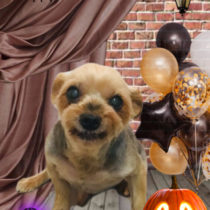 ヨークシャテリア