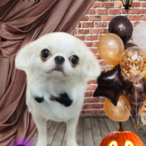 ペキニーズ×チワワmix