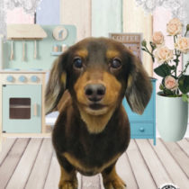 Ｍダックスフント