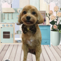 マルチーズ×トイプードルmix