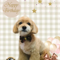 チワワ×トイプードルmix