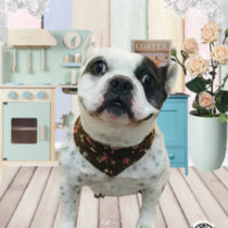 フレンチブルドッグ