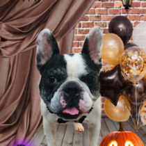 フレンチブルドッグ