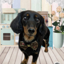 Mダックスフント