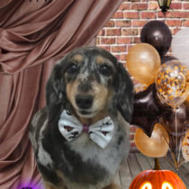 Ｍダックスフント