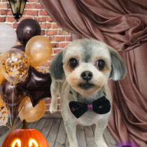 マルチーズ×チワワmix