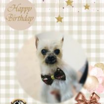 ヨークシャテリア