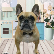 フレンチブルドッグ