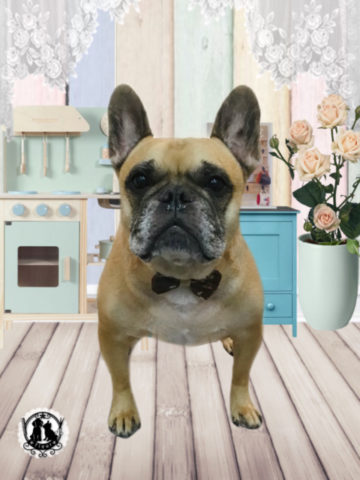 フレンチブルドッグ