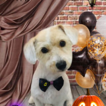 ジャックラッセルテリア