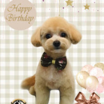 ポメラニアン×トイプードルmix