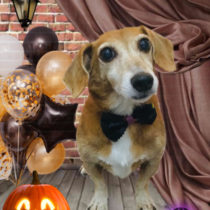 トイプードル×ジャックラッセルテリアMIX