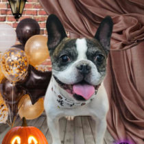 フレンチブルドッグ