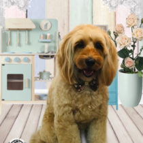 オーストラリアンラブラドゥードル