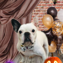 フレンチブルドッグ