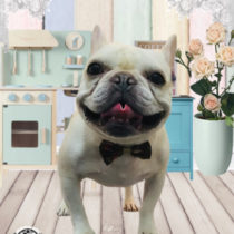 フレンチブルドッグ