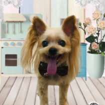 ヨークシャテリア