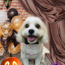 キャバリア×マルチーズmix