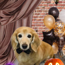 Mダックスフント