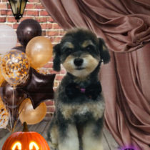 チワワ×トイプードルmix