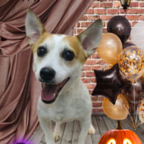 ジャックラッセルテリア