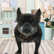 フレンチブルドッグ