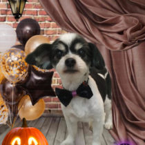 マルチーズ×チワワmix