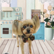 ヨークシャテリア