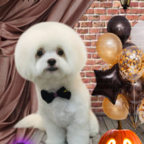 マルチーズ×チワワMIX