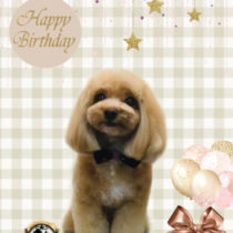 マルチーズ×トイプードルMIX