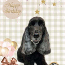 イングリッシュコッカースパニエル