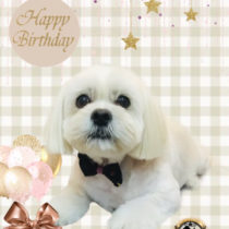 ペキニーズ×ビションmix