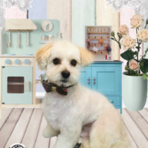 マルチーズ×トイプードルmix