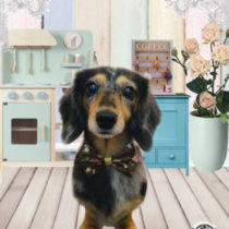 Mダックスフント