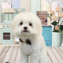 マルチーズ×チワワmix