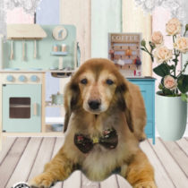 Mダックスフント