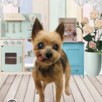 ヨークシャテリア